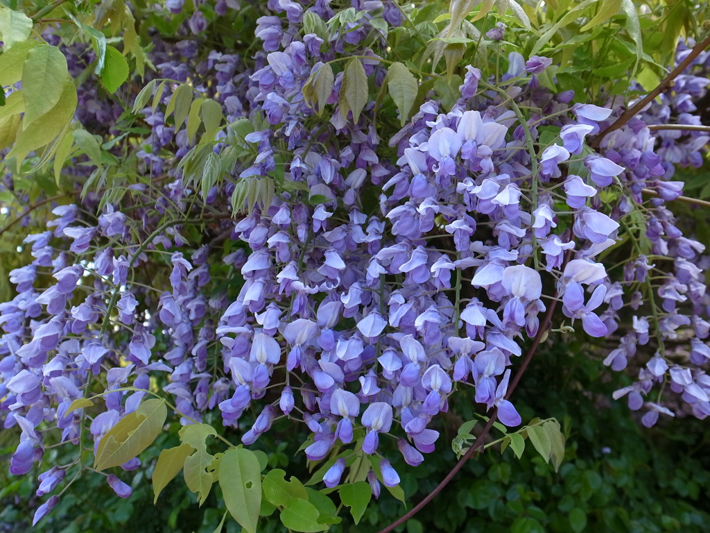 藤の花