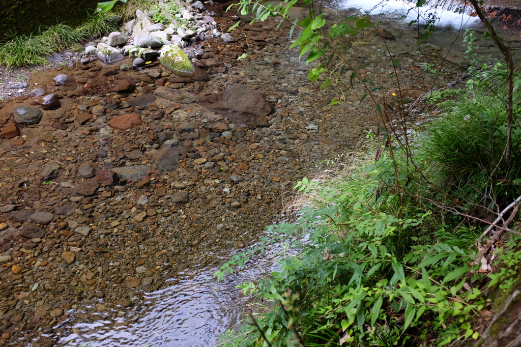 濁りのない川の水