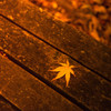 紅葉（DSC_0805）