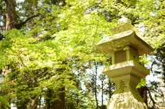 木漏れ日（DSC_3532）