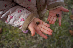 acorns