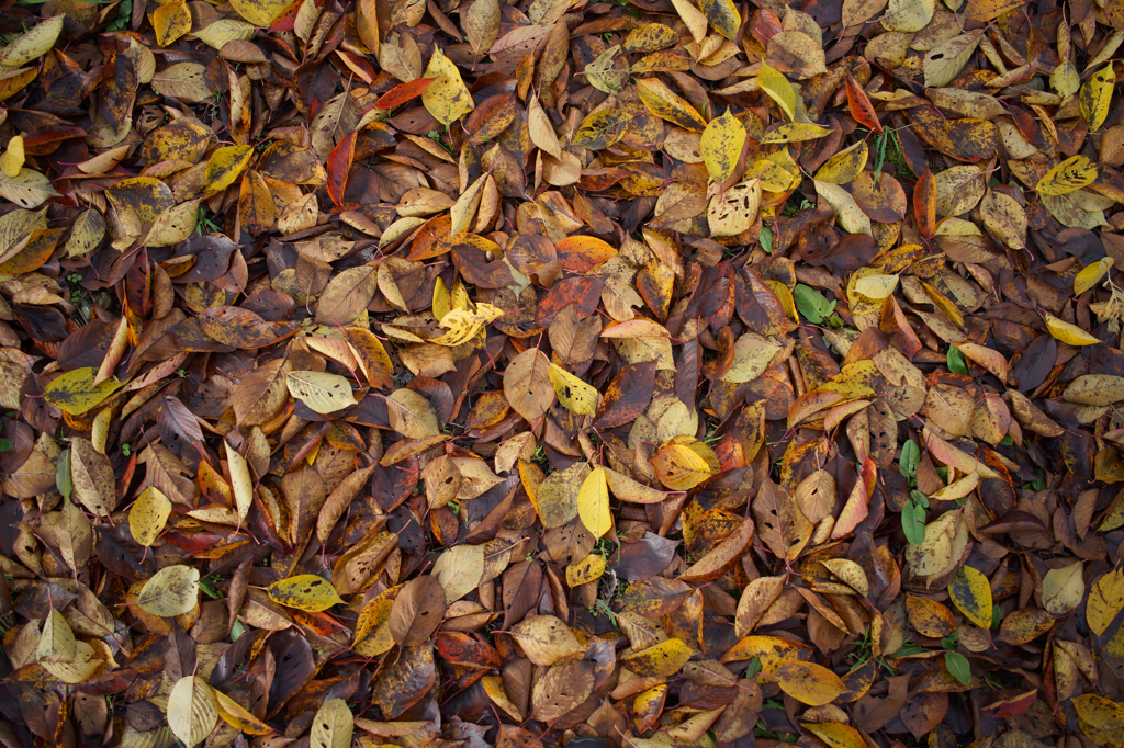 fallenleaves