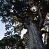 霧島神宮の木