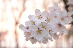 夕暮れの桜
