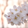 夕暮れの桜