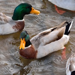 もぅ顔びしょびしょ…