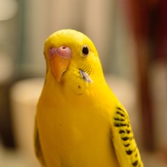 実家のピコちゃん
