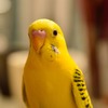 実家のピコちゃん