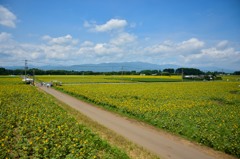 高鍋ひまわり