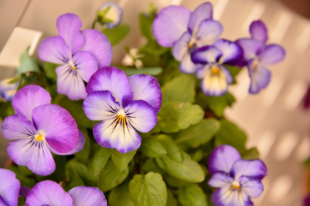 玄関の花