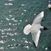 頭が……黒いユリカモメ