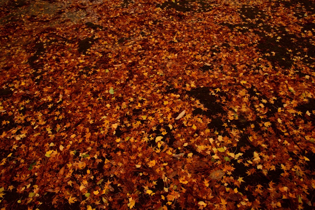 紅葉じゅうたん