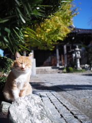 お寺と猫
