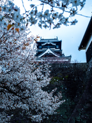 桜見下ろす天守閣