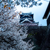 桜見下ろす天守閣