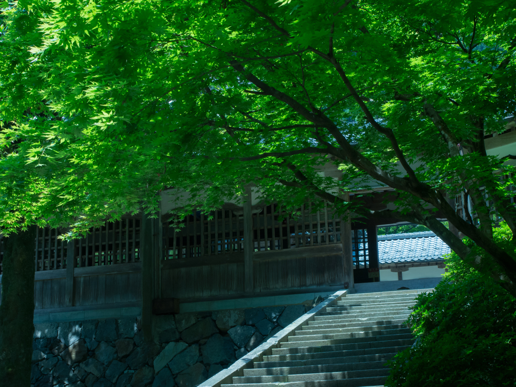永平寺の緑