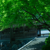 永平寺の緑