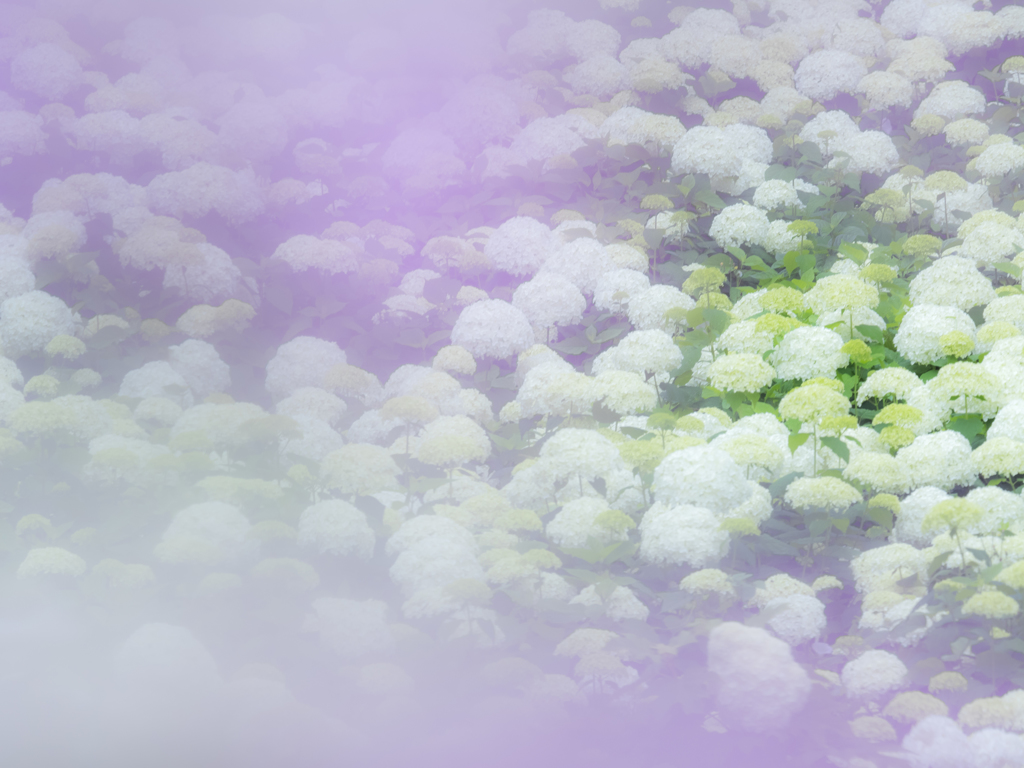ふわりと紫陽花