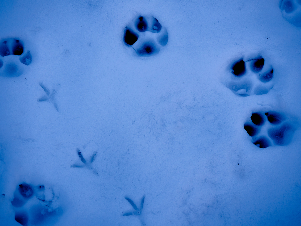 dog and bird