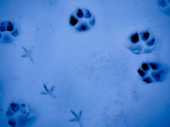 dog and bird