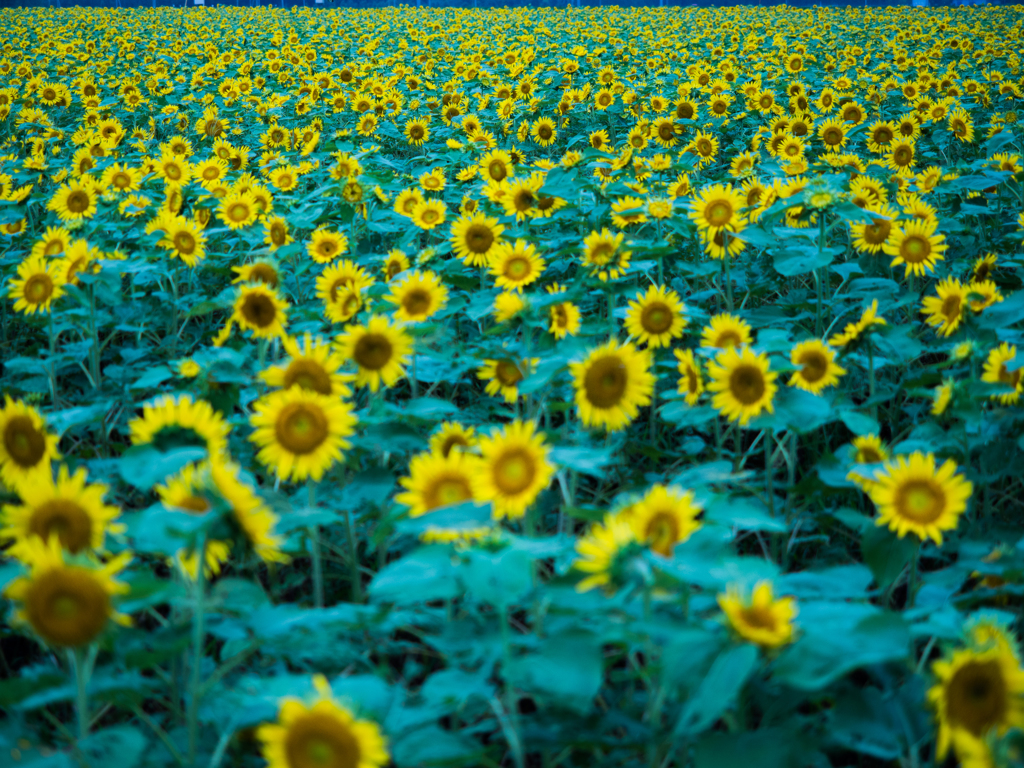 夏の太陽