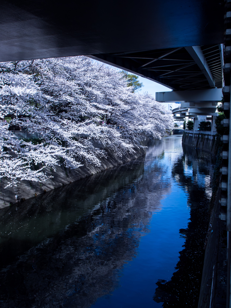 首都高の桜添え