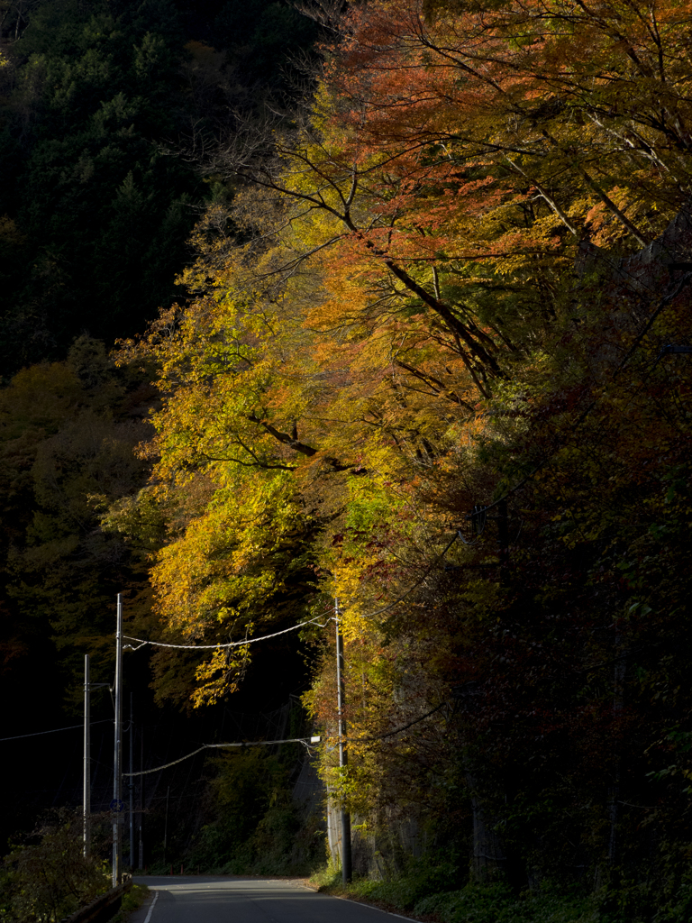 紅葉垂れゆく