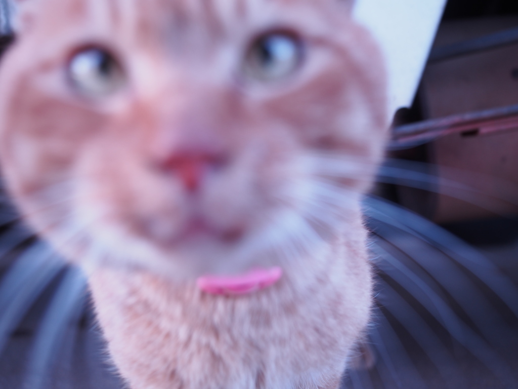 近ッ