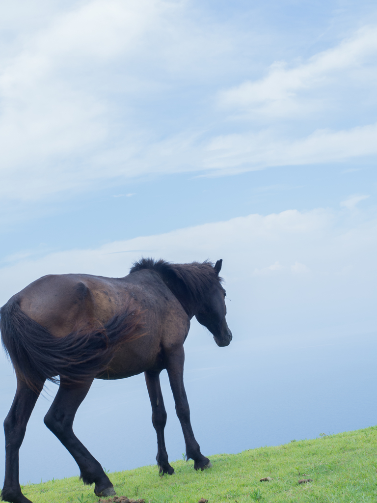 海と馬