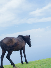 海と馬