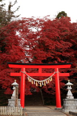 加茂神社の紅葉3