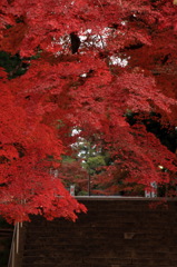 加茂神社の紅葉1