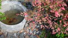 庭先にて
