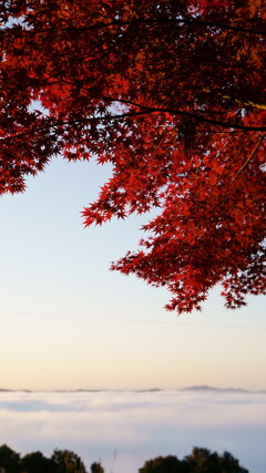 霧の海と紅葉
