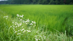 初夏の畦道