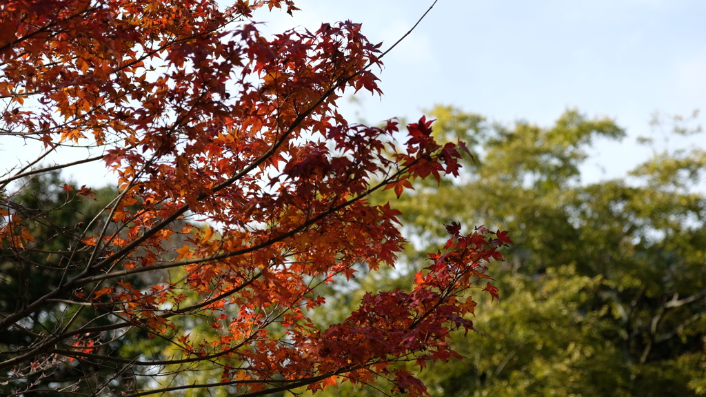 水沢の紅葉