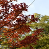 水沢の紅葉