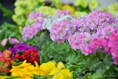 春の草花
