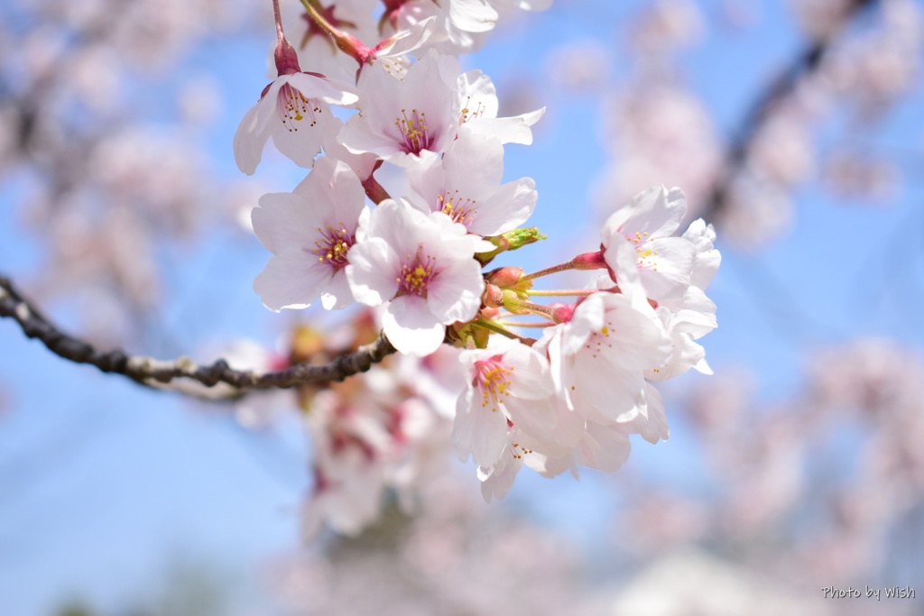 桜満開