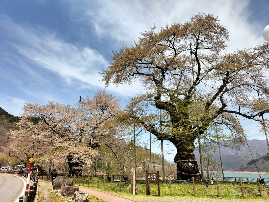 葉桜に近い荘川桜