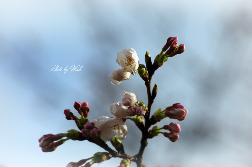 桜の開花