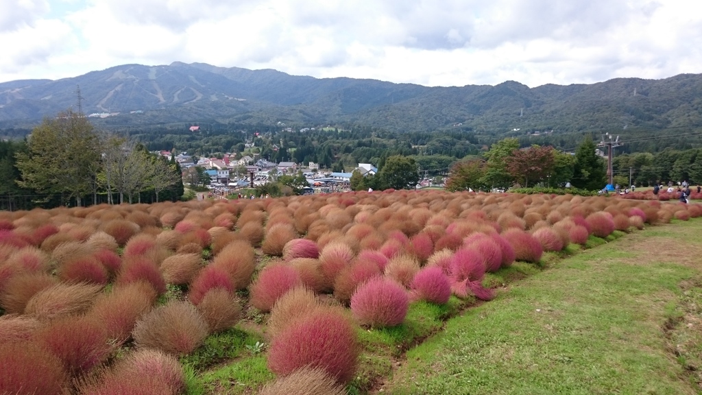 紅葉のコキア斜面