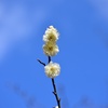 高い所に咲く白梅