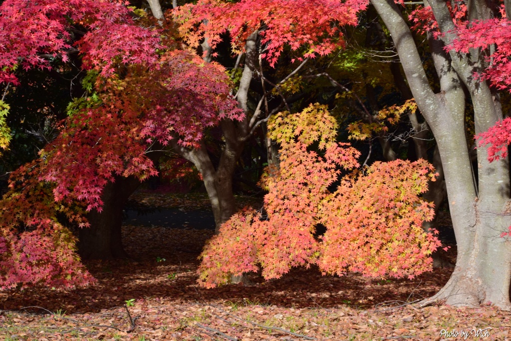 それぞれの紅葉