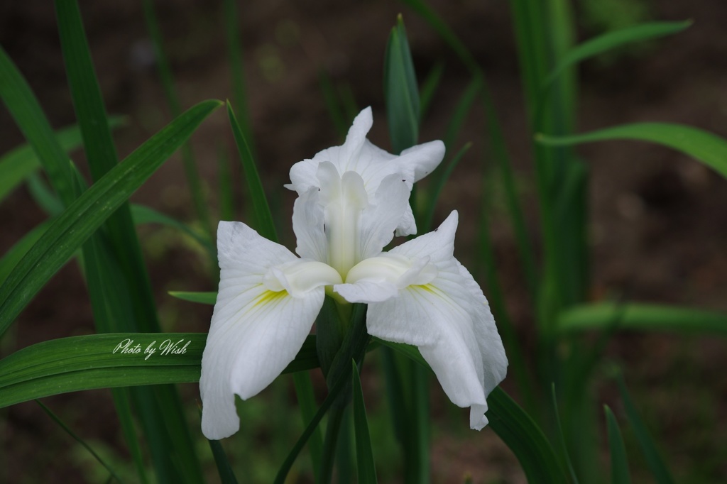 白色花菖蒲