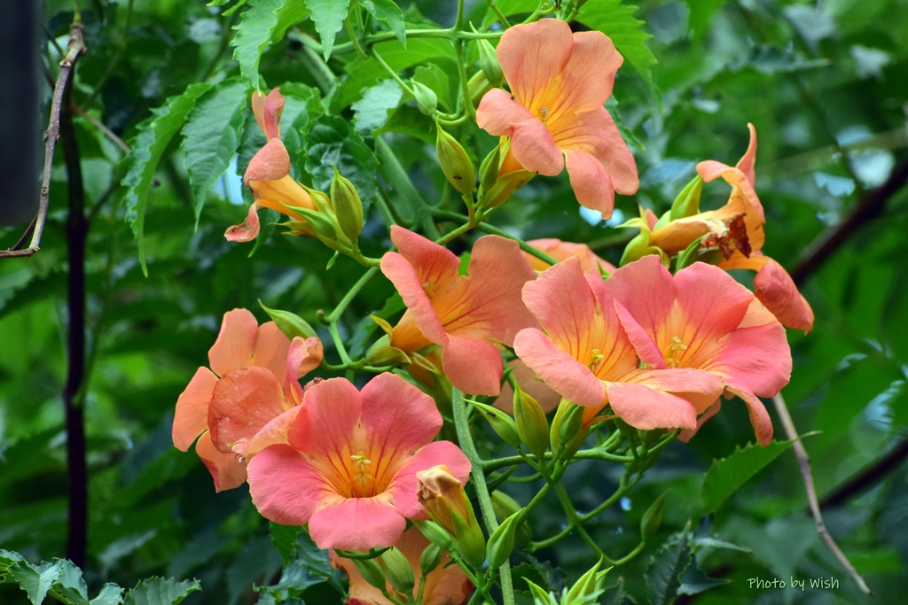 ノウゼンカズラ