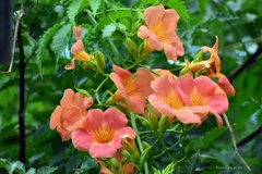 ノウゼンカズラ