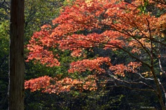 秋色に染まる