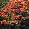 秋色に染まる