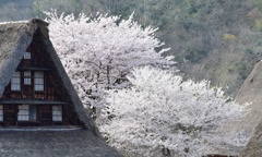 桜満開